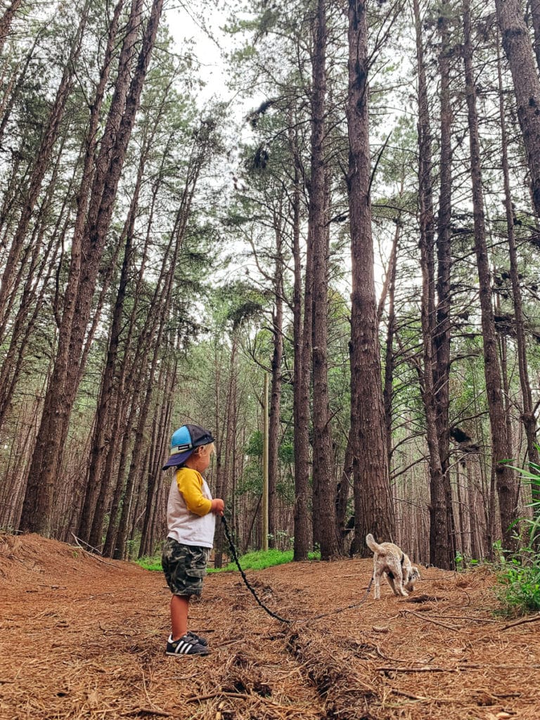 Toddler walking a dog in Olinda Pine Forest in Maui, Hawaii