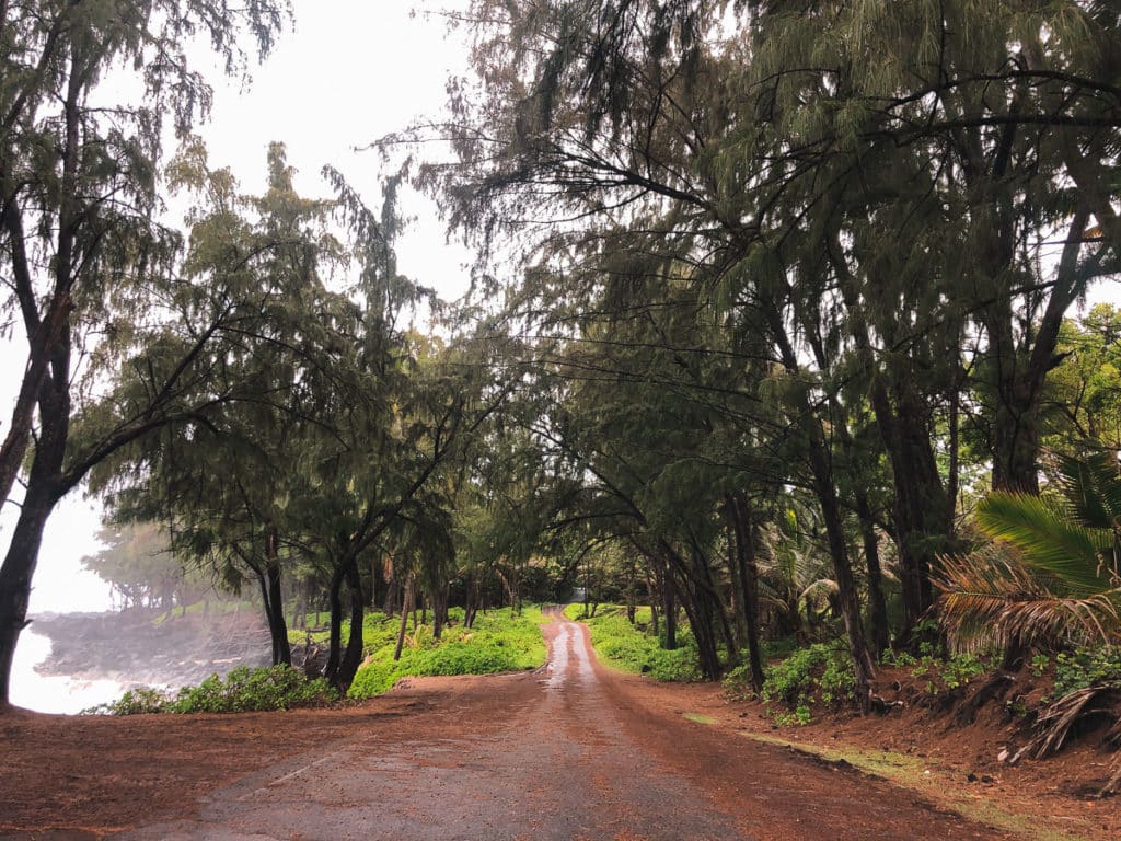 A view from a small dirt path in Puna, Hawaii