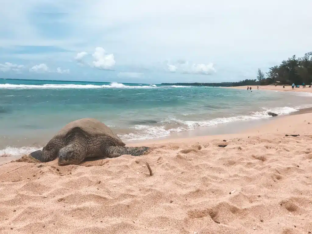 A green sea turtle basking in the sunshine on a beach in Maui, Hawaii. 