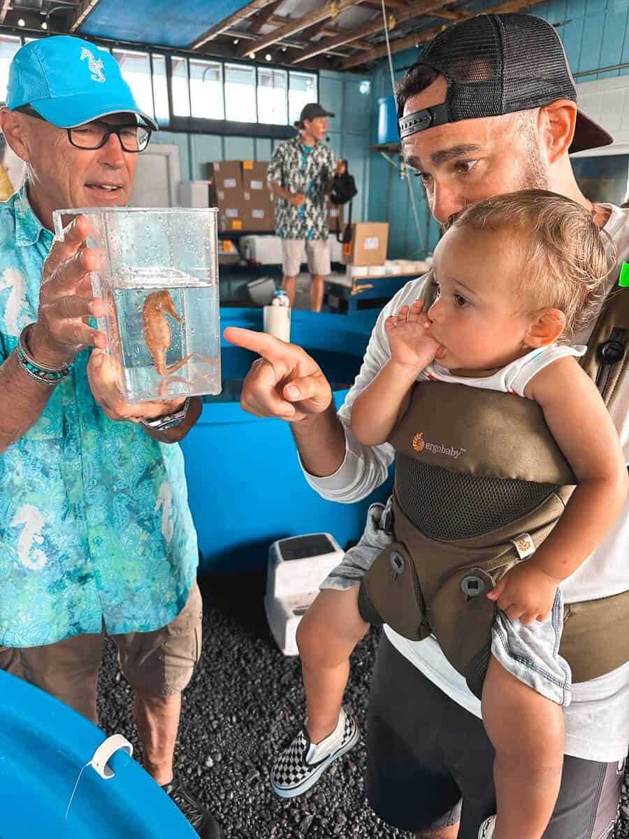 A dad wearing a toddler in a carrier while visiting Ocean Rider Seahorse farm on the Big Island