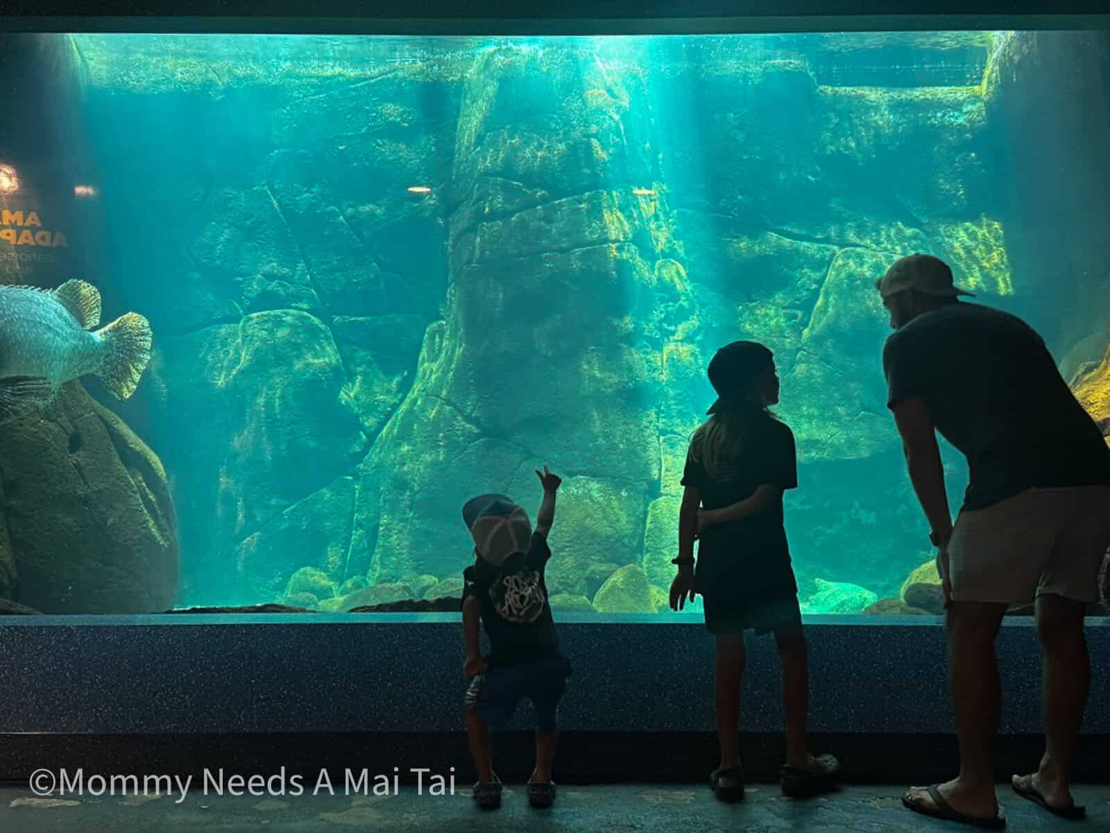 A dad showing two young kids fish at Waikiki aquarium while a toddler points to a large fish swimming by 
